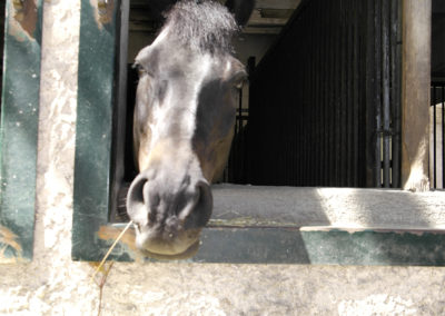 pension-chevaux-aix-en-provence